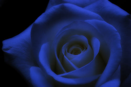 Blaue Rose