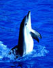 Delphin