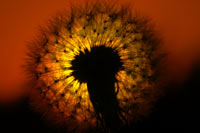 Pusteblume